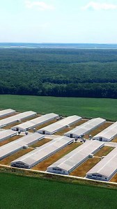 Agricultural factory with barn houses among nature. Modern farm on green forests background. Agriculture farming. Aerial view. Vertical