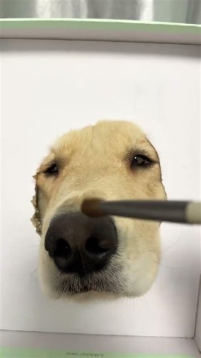 画画的baby #搞笑 #狗狗的心思都写在脸上了 #狗狗