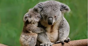 Bears in Australia: Myth or Reality?