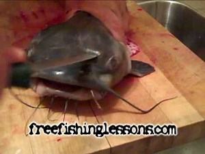 Do catfish have cheeks? [2025] | QAQooking.wiki