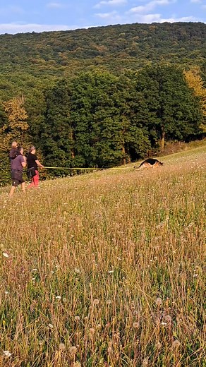 #gsd #igp #tracking #trackingdog #sunset #beautifulday #igptraining #nature #fun | Barnero kennel