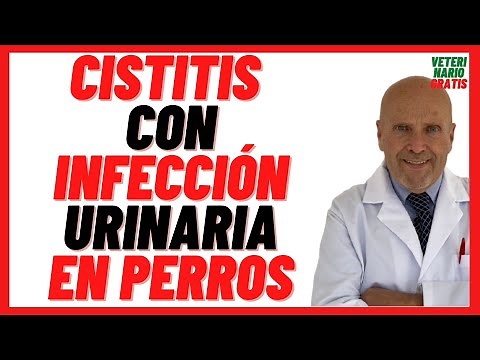 🔴 CANINE CYSTITIS with URINE or URINARY INFECTION in Dogs 🔴 Causes, Symptoms and Treatment