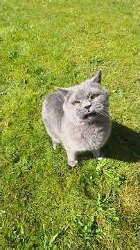 BKH Kater Jasha genießt den Frühling