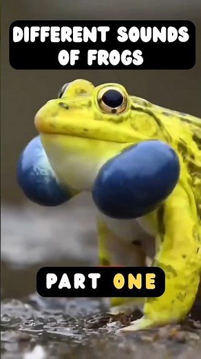 Sounds of different frogs #nature #wildlife #animals #amazing #frog
