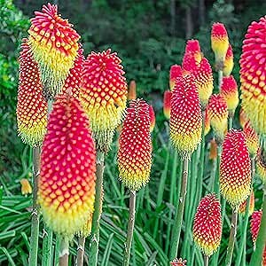 100 Red Hot Poker Plant (Torch Lily/Tritoma) Kniphofia Seeds, Very Hardy Heirloom Perennial Flower, Striking Repeat Blooms & Attract Pollinators