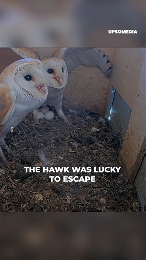 The bird of prey thought it would have an easy breakfast. But mom and dad owl would protect their nest. All with a wild attitude never seen before. | The Kiwi