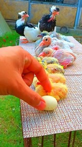 4M views · 53K reactions | Pigeon young birds. Pigeon breeding at Saliendra Loft. #pigeon #pigeonsport #spring2024 #pigeonbreeding | Jundy Saliendra | Facebook