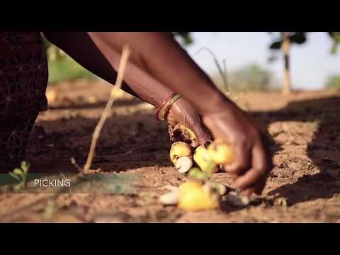 From Seed to Trade: Cashew Production in Africa