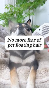 1.5M views · 3.9K reactions | 殺Keep your cat looking their best with our steam cat brush Designed specifically for shedding and grooming to keep their coat healthy and shiny. https://t.site/3VYK83B | Inallaltogether | Facebook