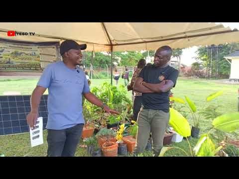 How to Design a Perfect Compound Garden (Easy Tips!)