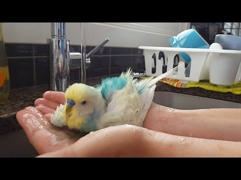 Budgie Baths in Hands