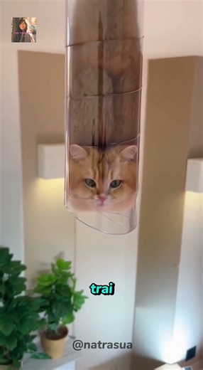 An Unlucky Kitten Crawled into a Pipe, and Here's What Happened 🤣