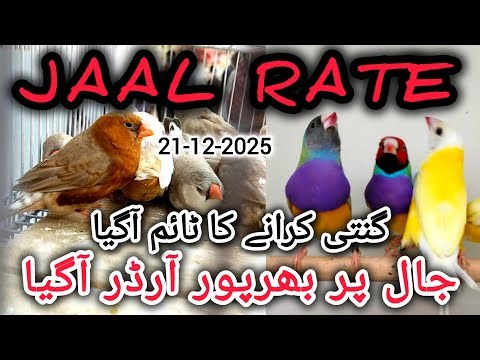 Jaal Rate 21-12-2025 | Birds Prices in Pakistan | Lalukhet Birds Market | Cheapest Birds Market