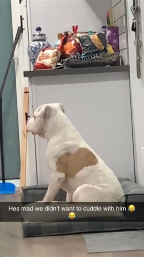 Silly Dogs Being Dogs 😂 Funniest Dog Moments Get ready to laugh out loud! This hilarious compilation captures silly dogs being their wonderfully weird selves — from epic zoomies and clumsy fails to adorable derpy moments. If you love funny dog videos, playful pups, and pure chaos wrapped in fur, this one’s for you. Sit back, relax, and enjoy nonstop canine comedy that proves dogs are the ultimate entertainers. Whether you’re a dog lover, pet owner, or just need a mood boost, these goofy dog mom