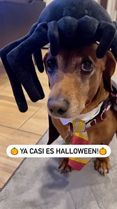 Vamos a disfrazarnos en Halloween!!! 🎃 👻 🧟‍♂️ | Louie 🐾