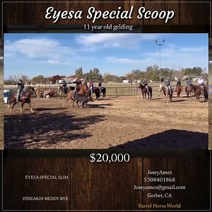 2013 gelding for sale. Scoop coming 11 year old gelding. Been there done that and very quite. *Barrels (1-3D) local races has been in 1D supper shows typically 3D *poles very patterned hasn’t been entered clocking at home mid 23s just slow cruising threw. *breakaway roping have roped 3s on him he doesn’t have the hardest stop out there but get you to them fast and tracks good *goat tying should be great I have tied off him a few times runs hard strait and let’s you hang on the side without fadin