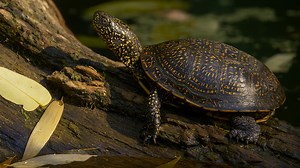 How a Turtle Spends Its Time