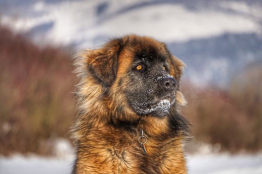 The Leonberger - A Comprehensive Guide to the Lion-like Gentle Giant - K9 Web