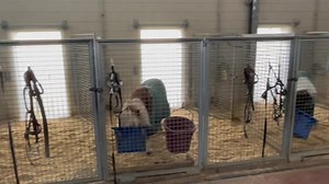 132K views · 1K reactions | Circus Knie Pferdestall in Rapperswil. #stallungen #pferdestall #koppel #pferd #pferde #circoknie #zirkus #art #familieknie #meinecircuswelt #rapperswil #schweiz #horse #horses #pferdehof #auslauf #circusknie #fredyknie #cirque #ciurco #circus #reithalle #reiter | Meine Circus Welt | Facebook