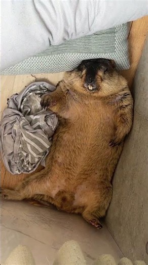 Mamochi’s elegant afternoon. A pillow is still a must-have today. #marmot #mamochi #shorts