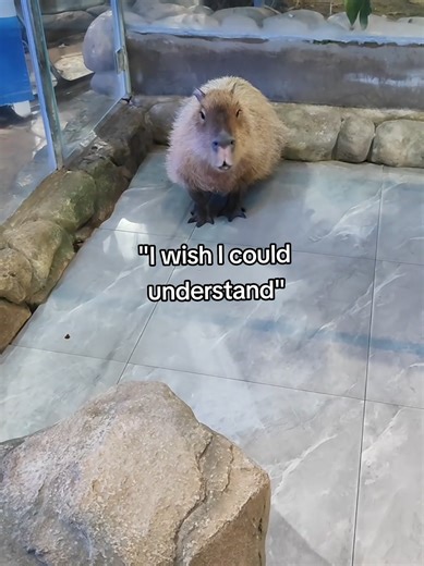 Cute Capybara's Adorable Sounds