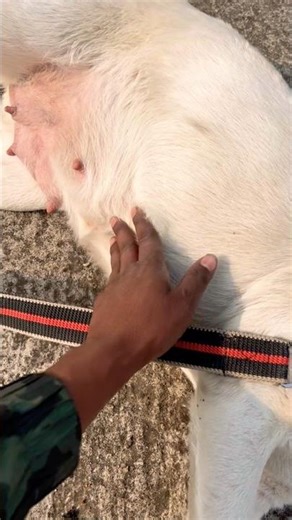 35 Days Pregnant Labrador Dog | 5 Weeks Pregnancy Update & Care Guide