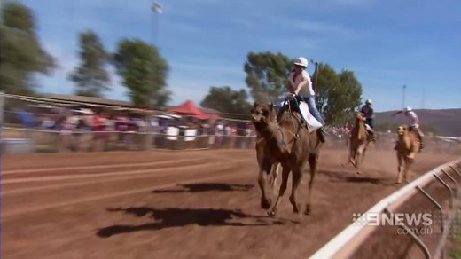 CAMEL CUP: You've heard of horse racing... Dog racing... How about racing camels? Thousands have descended on Alice Springs - to watch just that. | 9 News Darwin