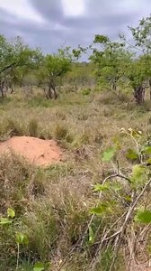 3.9K views · 33 reactions | A tiger enters a pig's hole and comes out with the pig as prey. | Best Video | Facebook