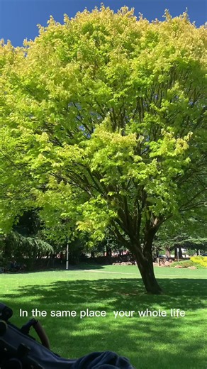 Rolling Camera Films on TikTok