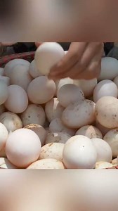 1.3M views · 10K reactions | Harvesting eggs of duck殺 DISCLAIMER: We hereby declare that we do not own the rights to this video. All rights belong to the owner. No Copyright Infringement Intended. #PleaseLikeFollowandShare #bukidfeels #bukidislife #harvesttime #harvestseason #harvesting | Ging Mante | Facebook