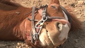 Lazy horse plays dead every time its owner tries to ride him