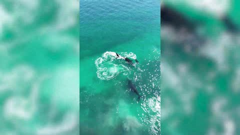 Breathtaking drone footage captured whale mothers and calves mid-migration