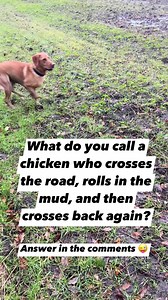 129K views · 180 reactions | What do you call a chicken who crosses the road, rolls in the mud, and then crosses back again? #joke #funny #mud #chicken #viral #reels | Rob And Elizabeth | Facebook