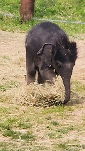 116K views · 7.1K reactions | This is the very definition of “biting off more than you can chew!” If you watch closely, you can see the hay fall right out of Tukada’s mouth. The #EleTwins are mimicking the adults and trying to eat more hay, but they only ingest a little bit of it. The majority of their nourishment is still coming from Mali’s milk! #Syracusezoo #Syracuse #CNY #EleTwins #AsianElephants #Elephant #ElephantCalf #BabyAnimals | Rosamond Gifford Zoo | Facebook
