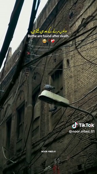 Lifelines: Understanding True Values in Life