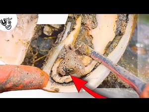 UNBELIEVABLE Cow's Feet Moments of 2023!! (Will leave you speechless)