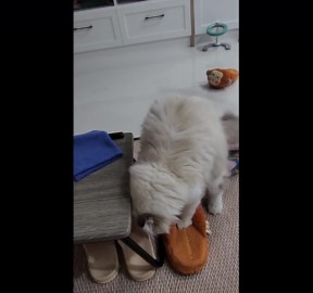 Confused pet cat drags her blanket around living room