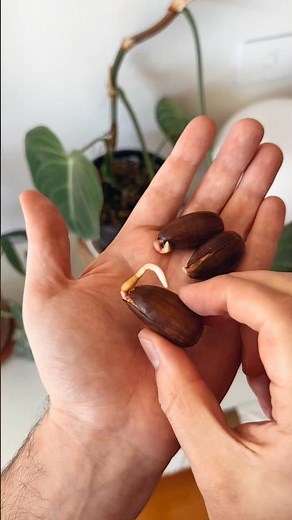 grow an oak tree from an acorn! 🐿️🌳 #diy #plants #howto #acorn #oaktree