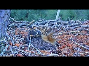 Meticulous Feather Preening 🦉 2/13/22 6:58