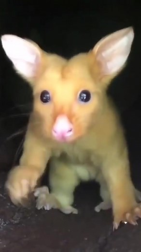 The real life Pikachu, the Golden Possum. I'm starting to think Pokémon was based off of BBC documentary at this point. It never ceases to amaze