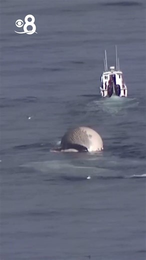 Lifeguards tend to dead whale floating off coast near Encinitas