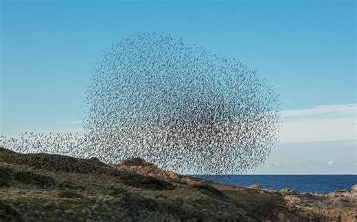 Starlings in Ireland fly a mesmerizing dance as they escape an attacking falcon