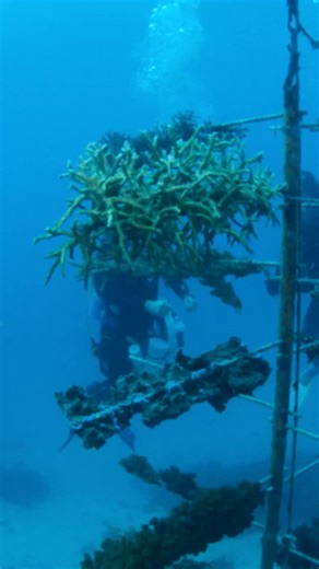 Growing coral takes creativity and conservationists have found an innovative solution beneath the waves. 🌊🐠 Using structures called coral trees, scientists can grow healthy coral fragments in the ocean, then transplant them to damaged parts of the reef to help it recover. These underwater nurseries are giving new life to struggling coral reefs and hope for the species that depend on them. Learn more about this remarkable restoration effort being made in @queensland on Mutual of Omaha's Wild Ki