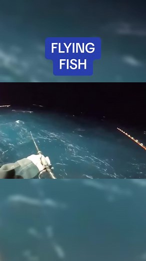 Flying Fish Videos and Memes