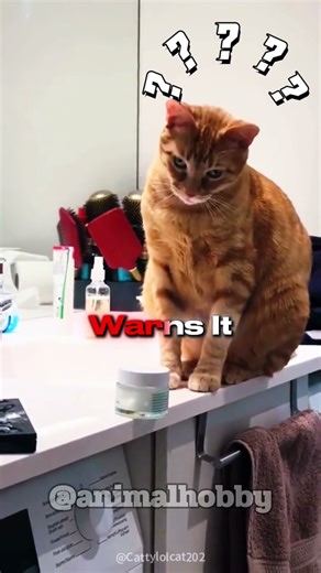 Funny Cat Reactions You’ll Love 😻