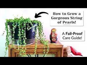 String of Pearls Care | Success Tips You MUST Know 🪴⭐️