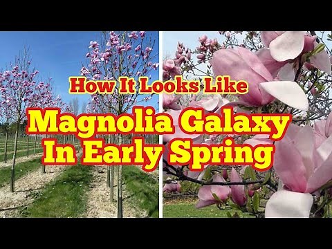 Magnolia Variety Galaxy:How It Looks Like/ Flower Buds In Early Spring