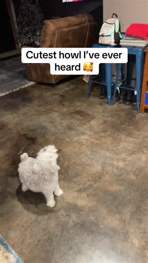 #minischnauzer #howlingdog #cutestdogever #bff #farmlifeisthebestlife | Dog Howling