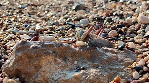 Large migratory locust slowly turns away from the camera while sitting on a rock, close up, side view. Brown grasshopper in nature. Pests that destroy crops.