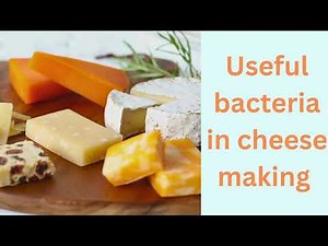 Useful bacteria in cheese making